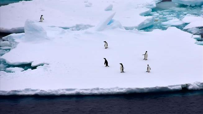 Penguin Poop May Play a Role in Cooling Antarctica