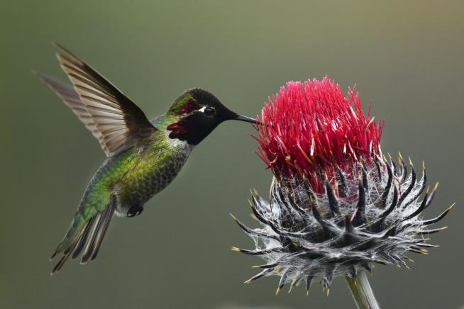 As Bird Feeders Proliferated, Hummingbird Beaks Grew