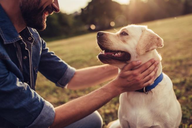 People Are Surprisingly Bad at Reading Their Dogs