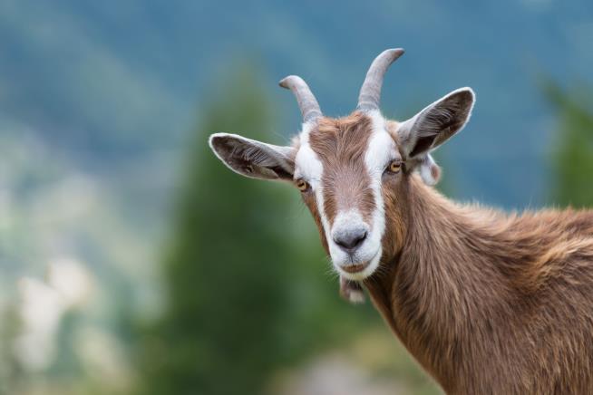 The Goats of Sacramento Are Back