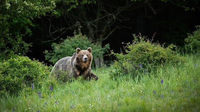 Slovakia's Bear-Culling Plan Expands: It'll Sell the Meat