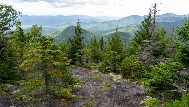 Pro Tip: Don't Do Mushrooms Before a Hike