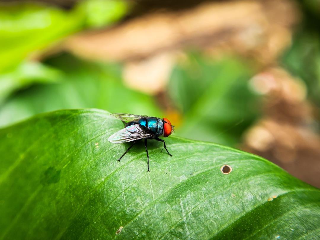 The Screwworm's Northern Creep Should Scare Us All