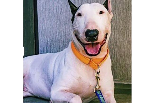 This Dog Inspired a New Law in Florida