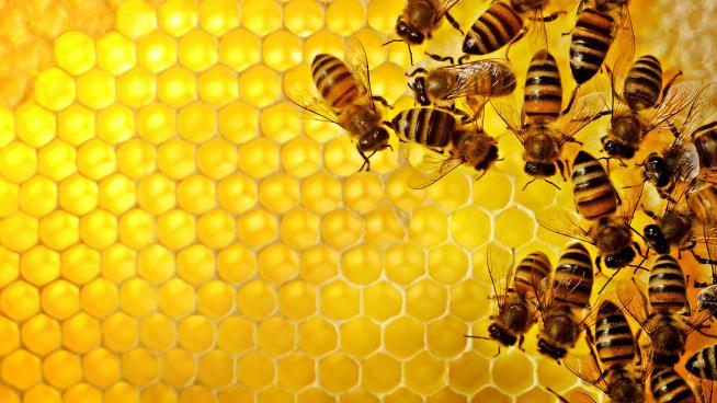 250M Bees Just Fell Off a Truck in Washington