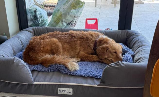 Escaped Dog Rescued From Ocean After 100-Mile Journey