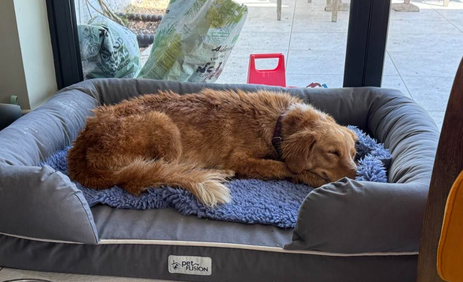 Dog Rescued From Ocean After 100Mile Adventure(02)