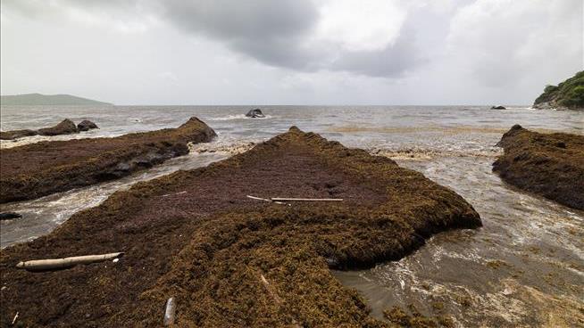 Scientists Are Puzzled Over Record Amounts of Seaweed