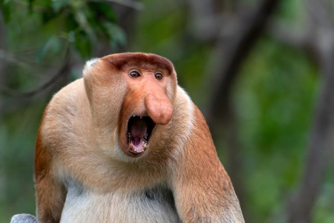 The World's Ugliest Animals