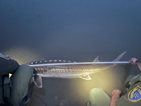 California Busts Caviar Poachers