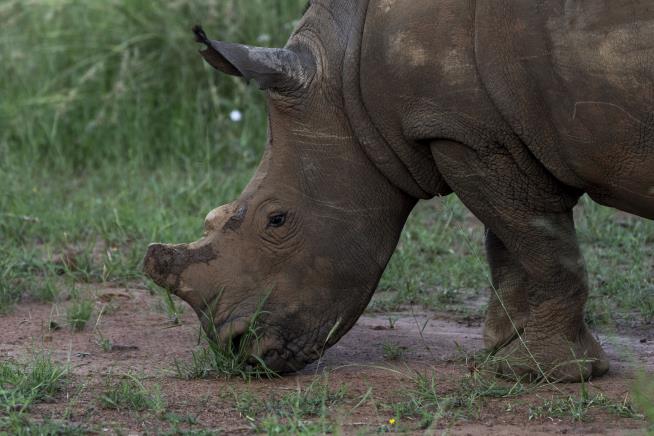 Dehorning Rhinos Could Defeat Poachers