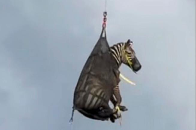 Zebra's Week on the Run Comes to an End