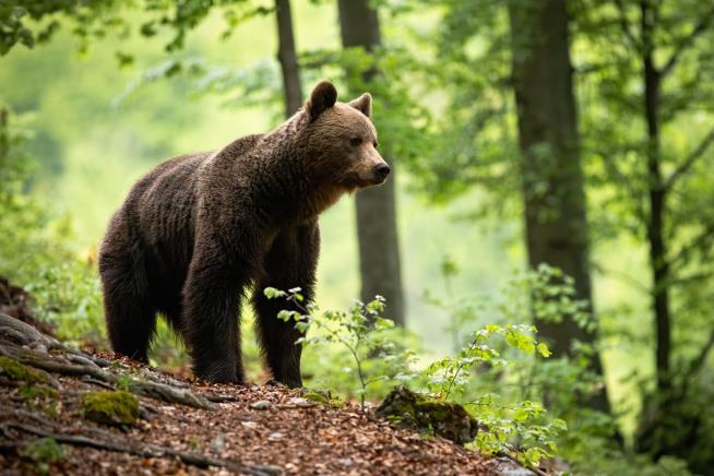 Report: Hiker Thrown Off Cliff—by a Bear