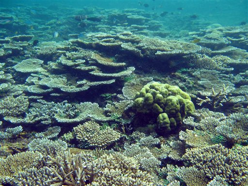 Fifth of Coral Reefs Dead: Study