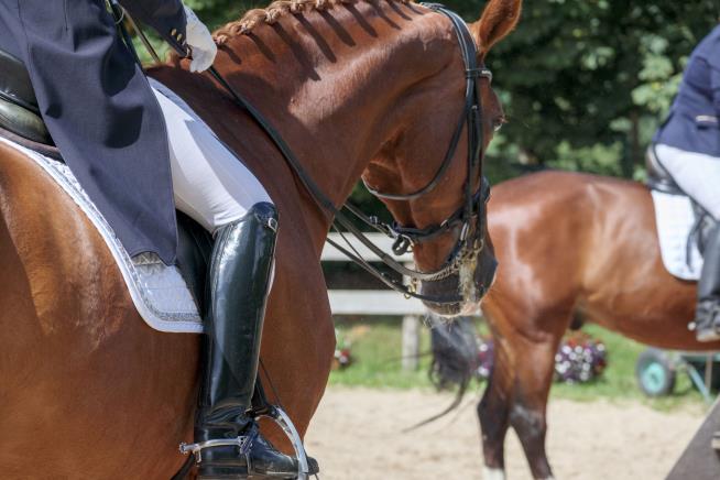 Olympian Suspended After Whipping Horse 40+ Times