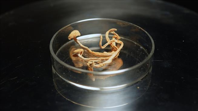 A Single NZ Psychiatrist Can Prescribe Magic Mushrooms