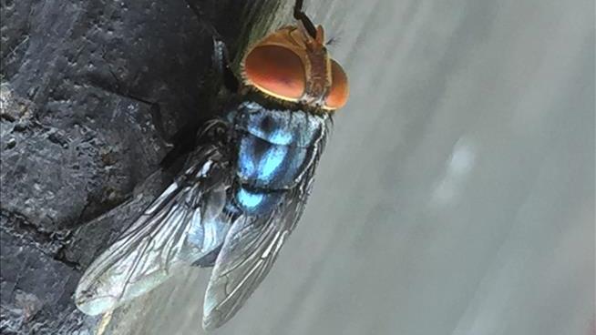 US Bets on Sterile Flies to Stop Screwworm at the Border
