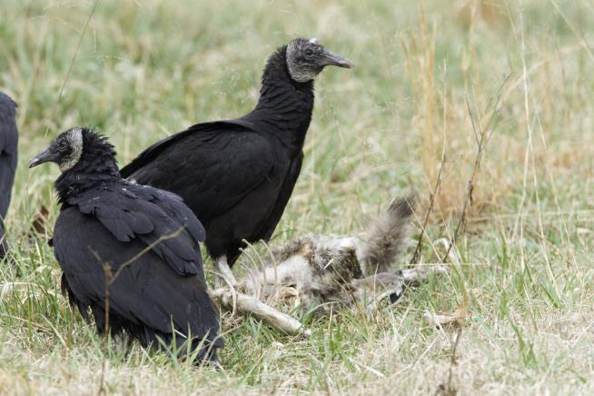 Decline of Scavengers May Be Trouble for Humans