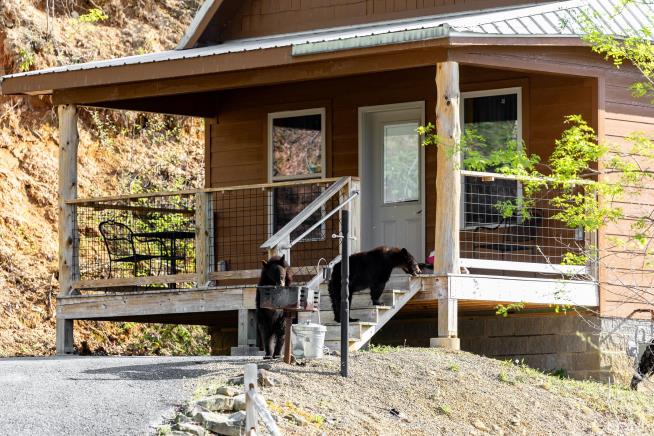 Burglars Bust Into Home, Let All the Bears In