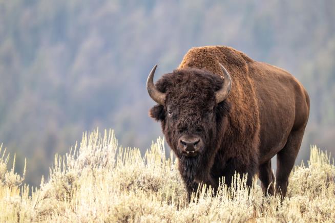 Bison Boiled in Yellowstone Pool