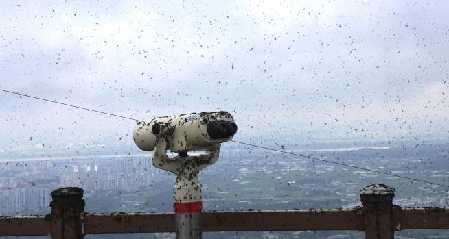 South Koreans' Pesky Problem: Swarms of 'Lovebugs'