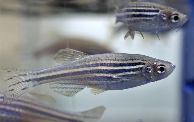 EPA's Lab Animals Go Up for Adoption