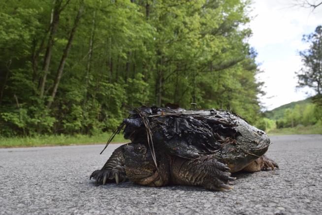 Elderly Man Dies Trying to Rescue a Turtle