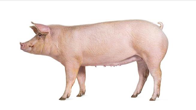 Pig-Organ Trial Suggests AI Robot Surgeons Are Coming