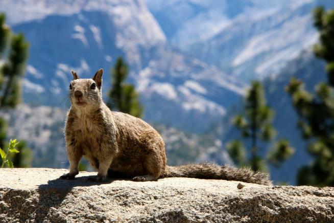 With Ranger Numbers Down, Squirrels Take Over Yosemite