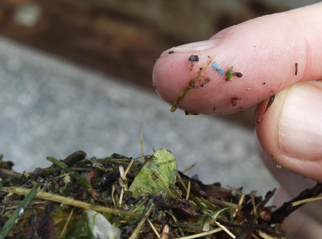 Tiny Plastics in North Atlantic Outweigh All Land Mammals