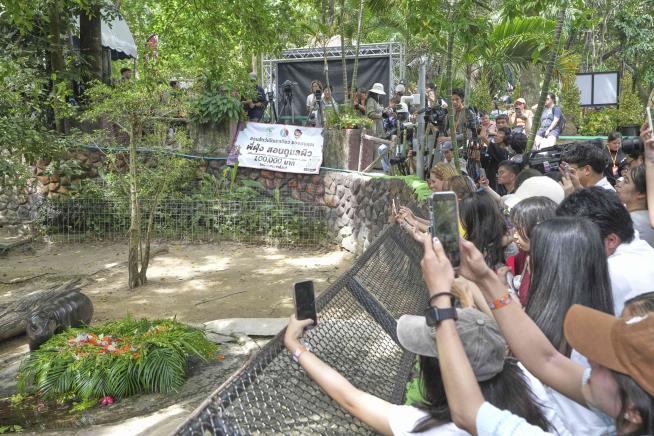 Thousands Celebrate Moo Deng's First Birthday