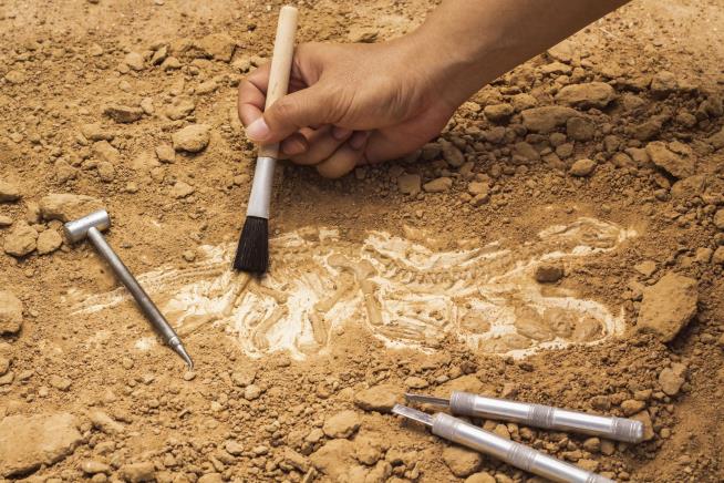 Slab Split in Half 100 Years Ago Reveals a New Species