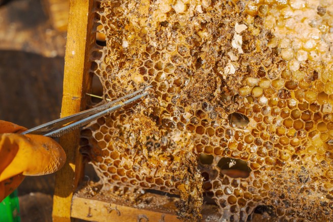 This Could Be Worse Than 'the Worst Thing to Happen to Bees'
