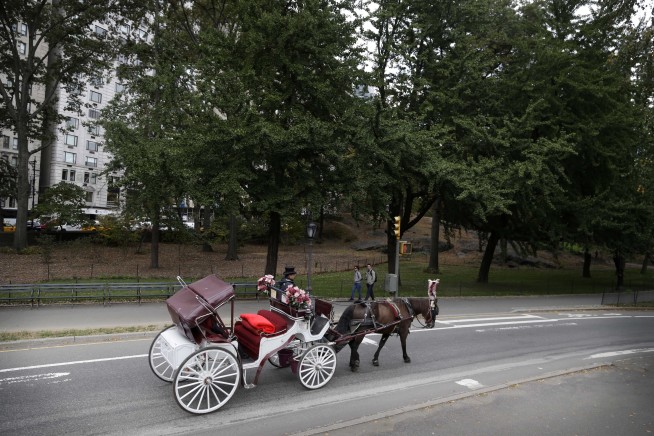 Carriage Driver on Trial After Horse's Collapse in NYC