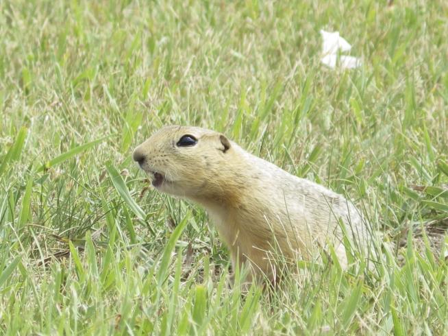 This City Is Battling a Squirrel Scourge