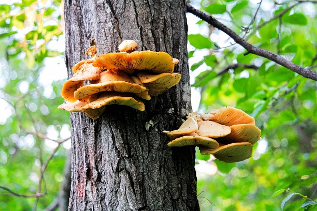 Invasive Mushrooms Are Threatening Midwest Forests