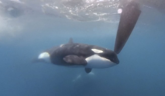 2 French Sailors Rescued After Orcas Target Yacht