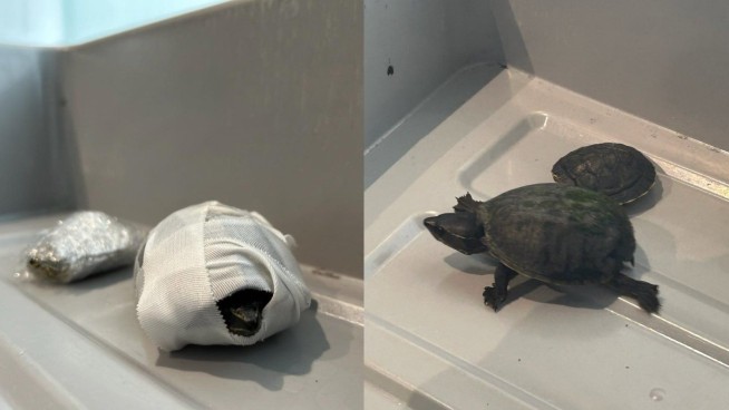 WHEN CREATURES BECOME CONTRABAND: The Bizarre World of Animal Smuggling Through Airport Security WHEN CREATURES BECOME CONTRABAND: The Bizarre World of Animal Smuggling Through Airport Security