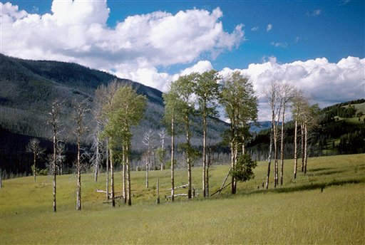 Wolves' Return to Yellowstone Revives Another Species