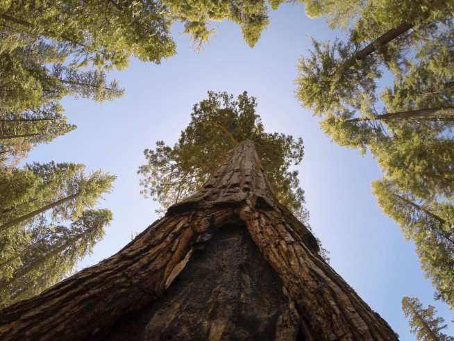 'Freak Accident' Kills Google Engineer on Yosemite Trail