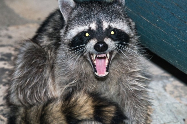 Woman Opens Door to 'a Giant Ball of Viciousness'