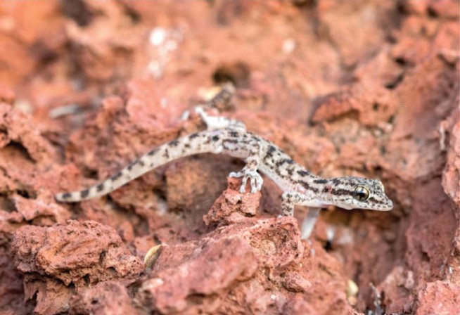 Galapagos Gecko Species Wasn't as Extinct as Thought