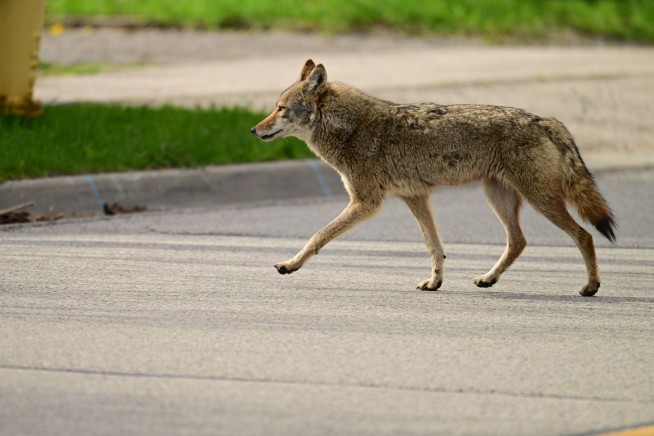 Mating Coyotes Find a Home in Central Park