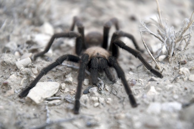 Get Ready for a Tarantula Mating Frenzy