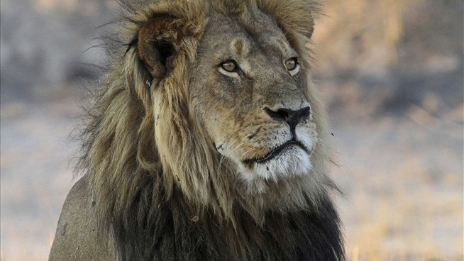 A Trophy Hunter's Kill Sparks Anger in Zimbabwe