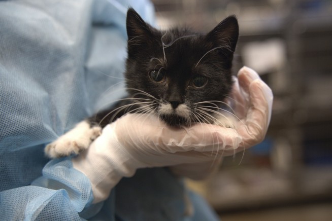 In Shadowy Corner of the Web, Cat Torture Is All the Rage