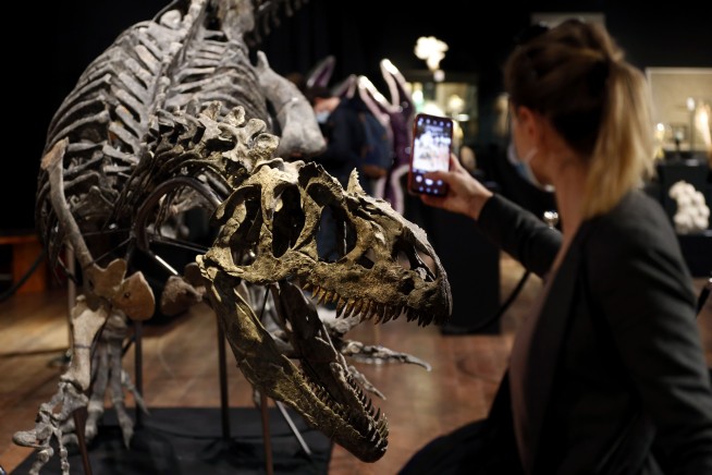 Not All Giant Meat-Eating Dinosaurs Had Powerful Bites