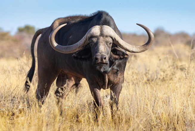 Texas Hunter Killed by His African Prey