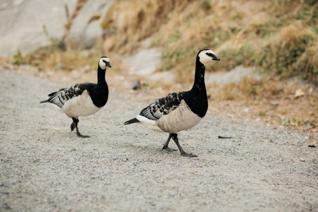 Finland's Beloved Summers Are Marred by Goose Poop