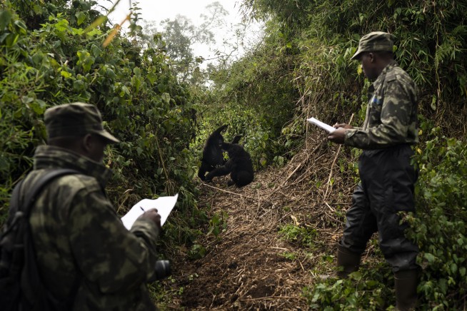 Like Us, Female Gorillas Lean on Old Friends